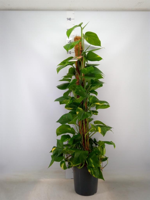 <h4>Epipremnum pinn.   ...moss stick</h4>