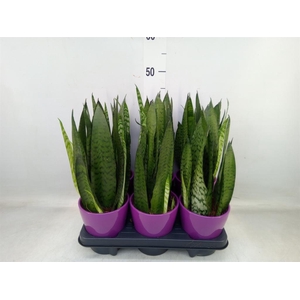 Sansevieria cyl.  ...