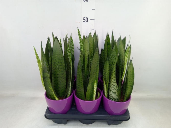 <h4>Sansevieria cyl.  ...</h4>