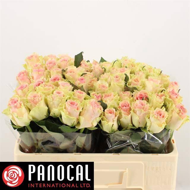 <h4>R GR TOP GEAR!</h4>