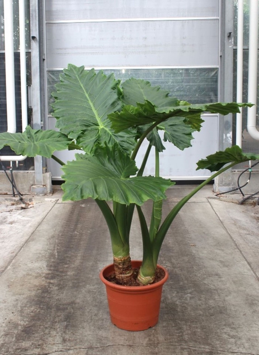 <h4>Alocasia Portodora</h4>