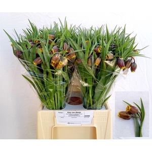 Fritillaria Uva-vulpis