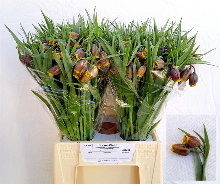 <h4>Fritillaria Uva-vulpis</h4>