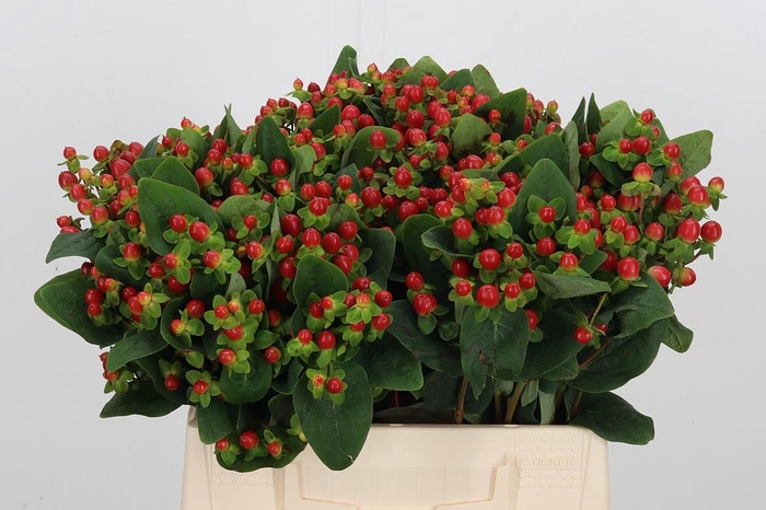 <h4>Hyp Tomato Flair</h4>