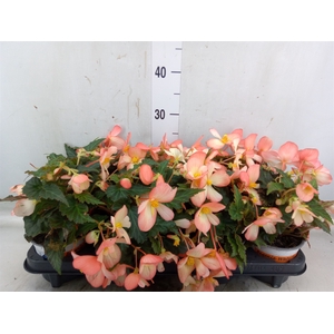 Begonia boliv. 'Beauvilia Salmon'