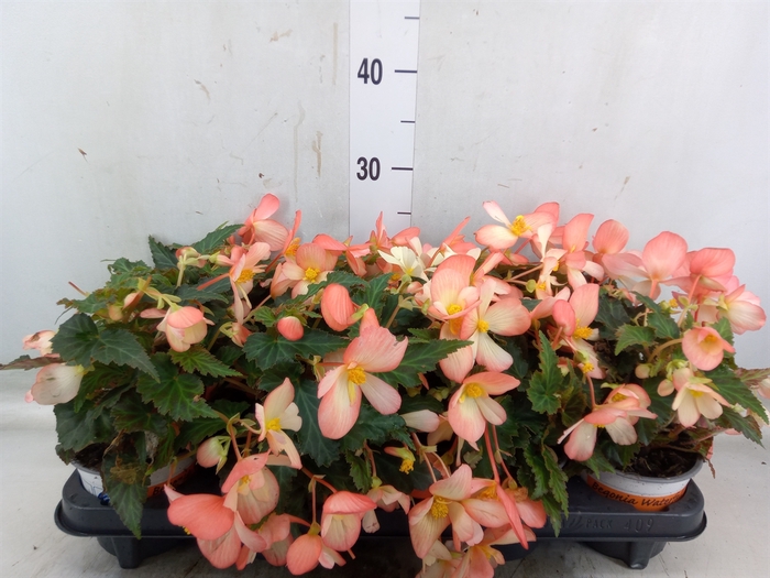 <h4>Begonia boliv. 'Beauvilia Salmon'</h4>