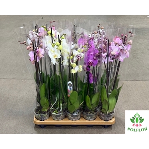 Phalaenopsis Mix 12Ø 70cm 3 Pędy