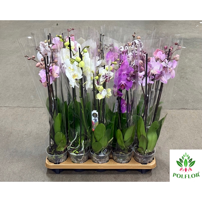 <h4>Phalaenopsis Mix 12Ø 70cm 3 Pędy</h4>