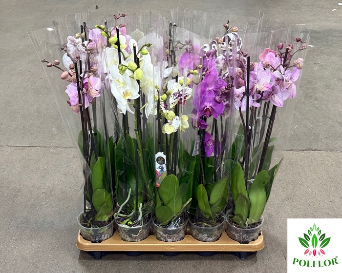 Phalaenopsis Mix 12Ø 70cm 3 Pędy