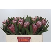 Protea Pink Ice