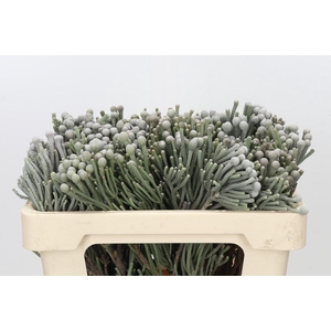 Kaaps Groen Silver Brunia