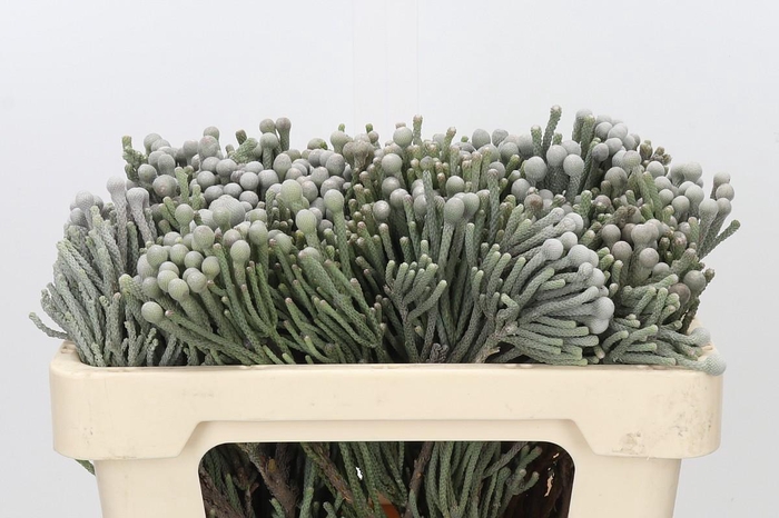 <h4>Kaaps Groen Silver Brunia</h4>