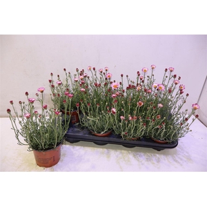Rhodan H Zagora Pink