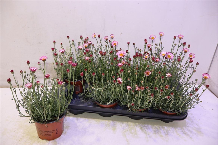 <h4>Rhodan H Zagora Pink</h4>