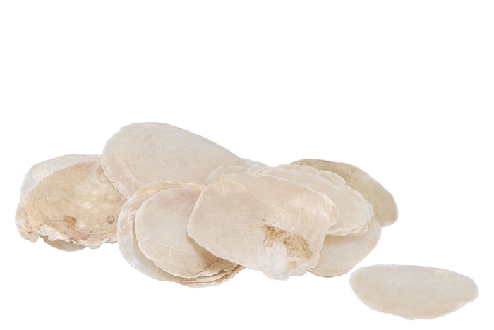 Coquillage Placuna Blanc Par 1 Kg