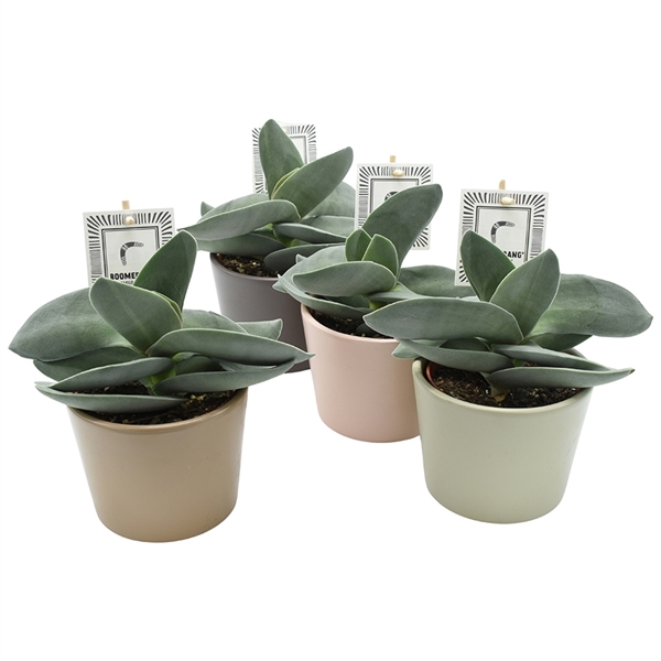<h4>Crassula Boomerang</h4>