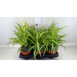 Chlorophytum cos. 'Atlantic'