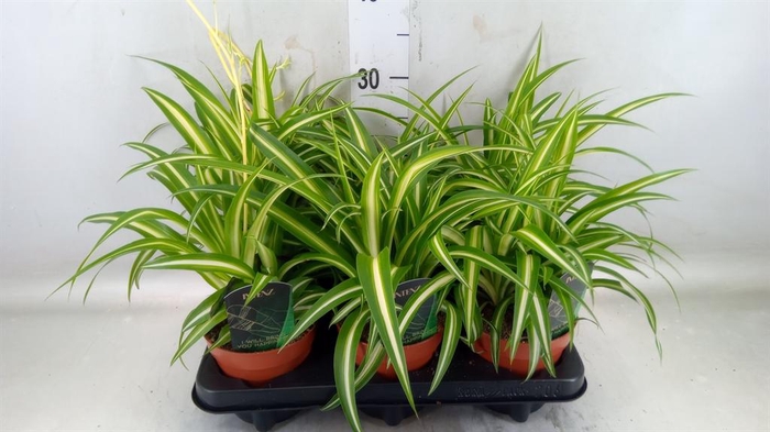 <h4>Chlorophytum cos. 'Atlantic'</h4>