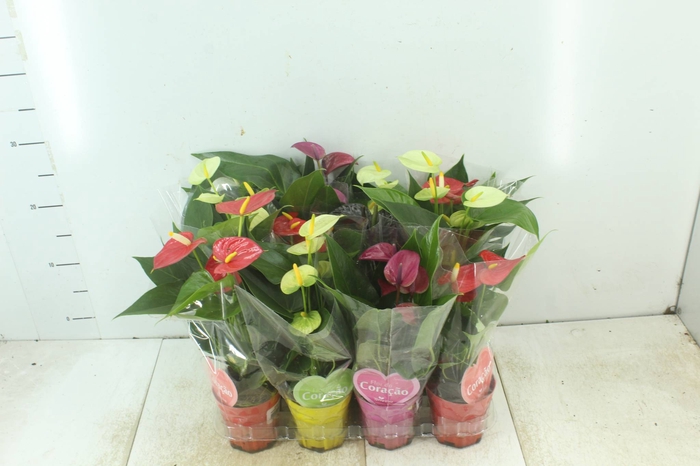 <h4>ANTHURIUM VARIADO P09</h4>