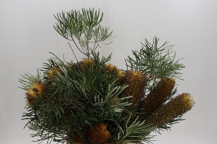 <h4>Banksia Spinulosa</h4>