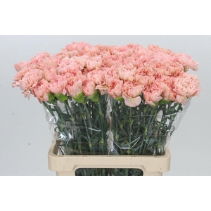 Dianthus St Lege Marrone