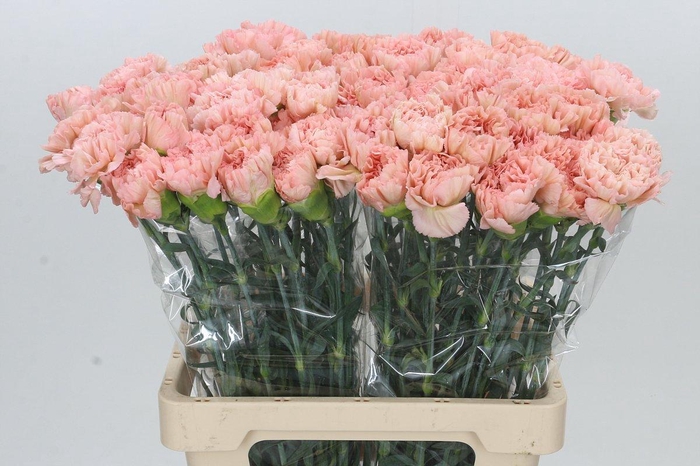 Dianthus St Lege Marrone