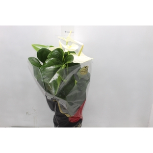 ANTHURIUM ALASKA P17 PREMIUM