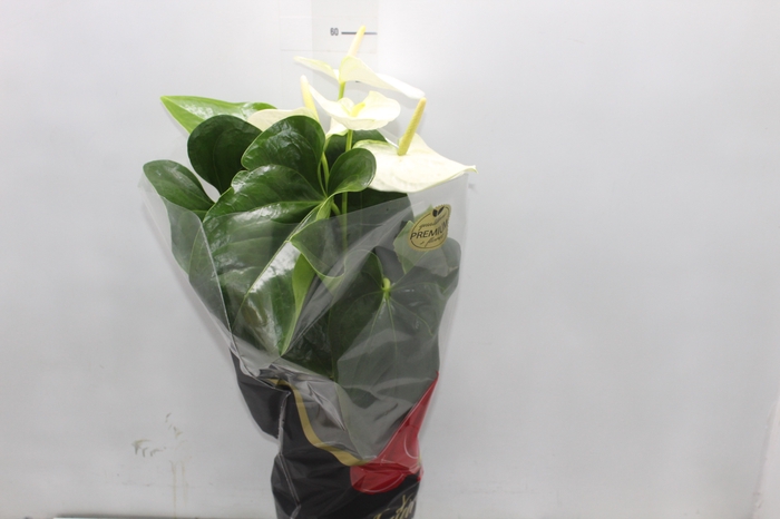 <h4>ANTHURIUM ALASKA P17 PREMIUM</h4>