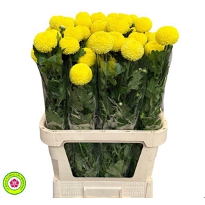 Chrys Gp  Boris Yellow