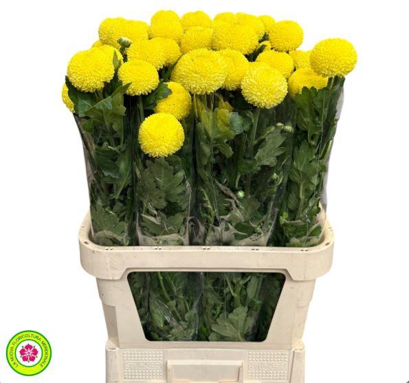 <h4>Chrys Gp  Boris Yellow</h4>