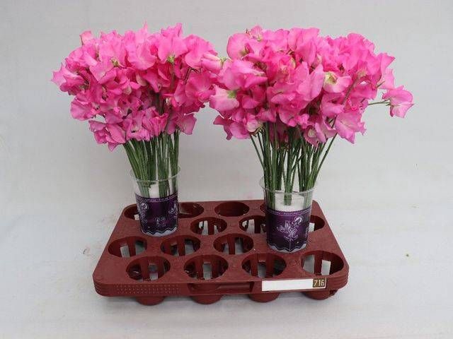 <h4>LATHYR WI SUNS ROSE</h4>