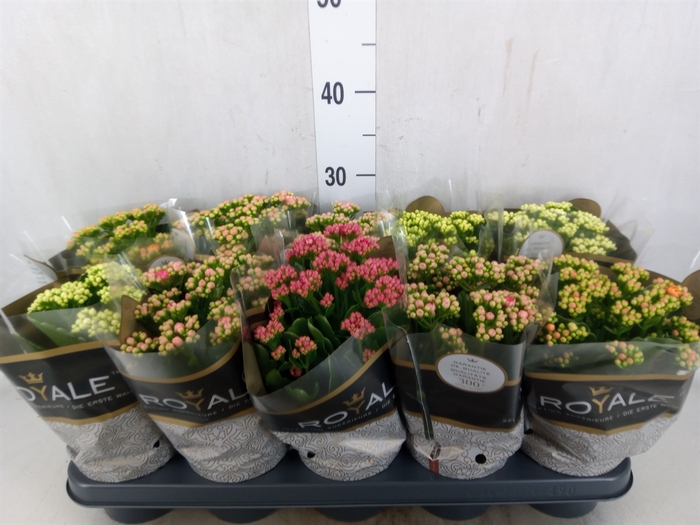 <h4>Kalanchoe blos. 'RoyalDon'   ..mix</h4>