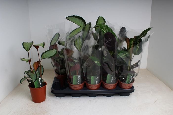 <h4>CALAT GEM 2 SRT</h4>