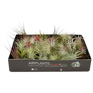 Tillandsia
