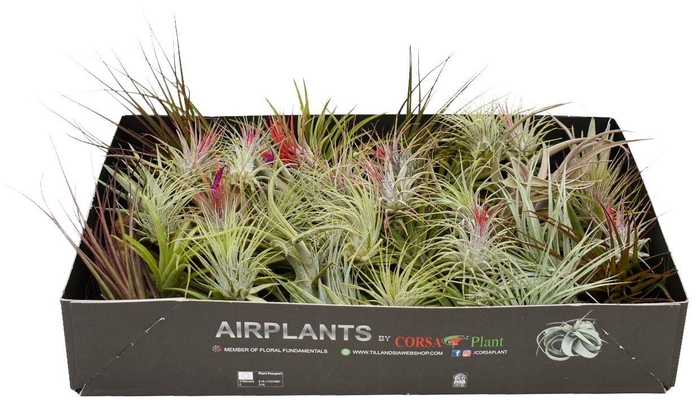 <h4>Tillandsia</h4>