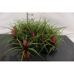 Tillandsia 5,5 Cm. P. Cyanea Mini