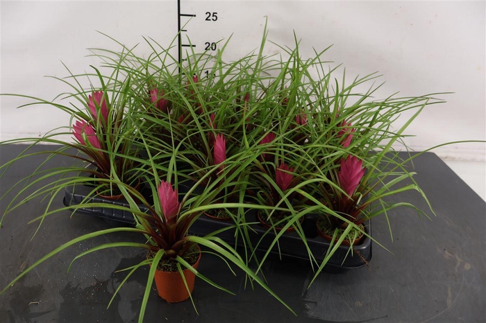<h4>Tillandsia 5,5 Cm. P. Cyanea Mini</h4>