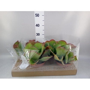 Kalanchoe NF thyrsiflora