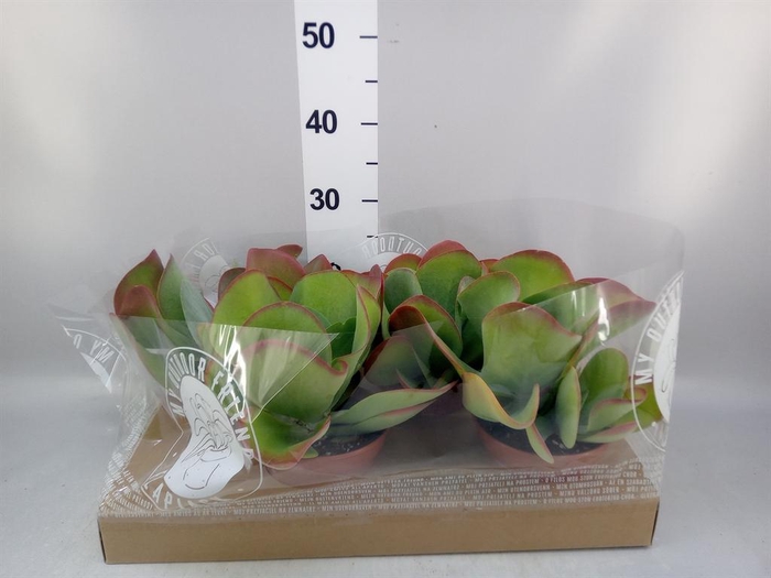 <h4>Kalanchoe NF thyrsiflora</h4>