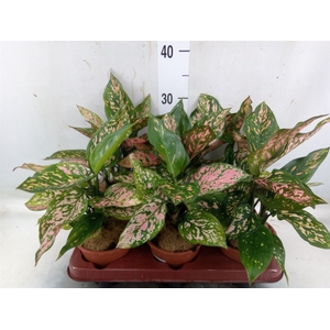 Aglaonema   ...