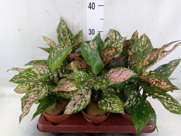 <h4>Aglaonema   ...</h4>