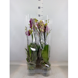 Phalaenopsis  'Wildcat'