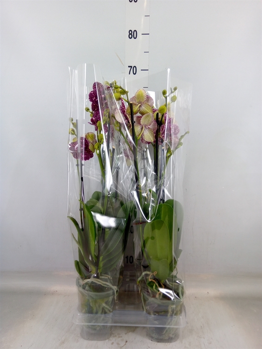 <h4>Phalaenopsis  'Wildcat'</h4>
