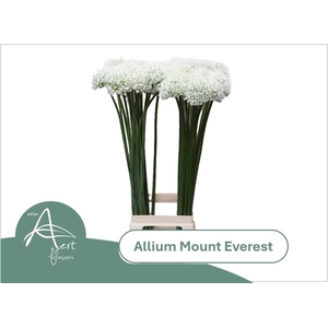 ALLIUM MOUNT EVEREST 90 cm