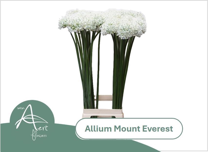 <h4>ALLIUM MOUNT EVEREST 90 cm</h4>