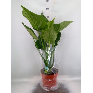 Alocasia cucullata