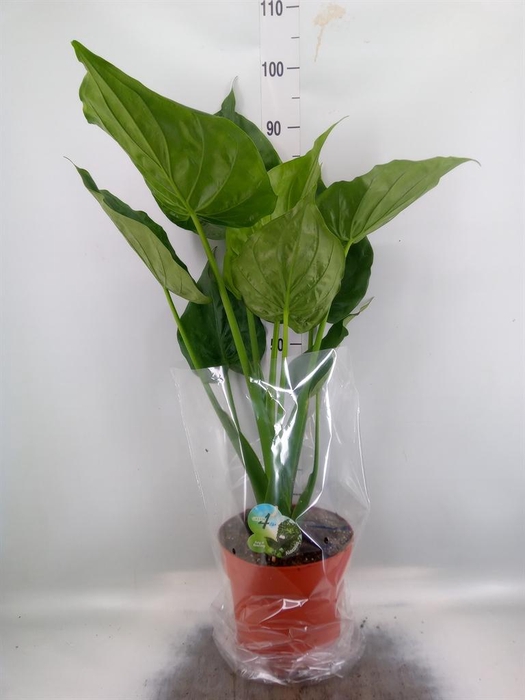 <h4>Alocasia cucullata</h4>
