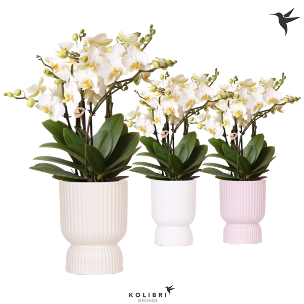 <h4>Kolibri Orchids Phalaenopsis Lausanne 6 spike in Diabolo mix</h4>