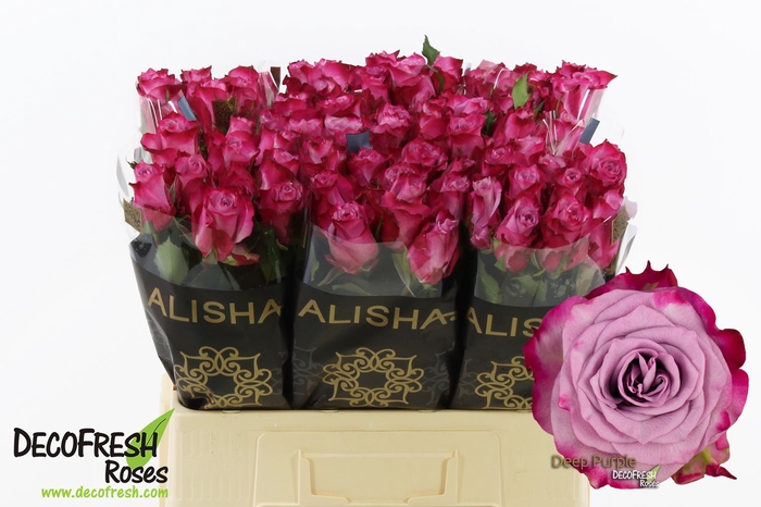 <h4>R Gr Deep Purple Alisha</h4>