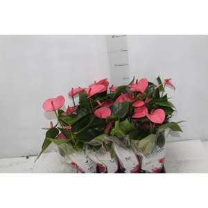 ANTHURIUM ROSA P06